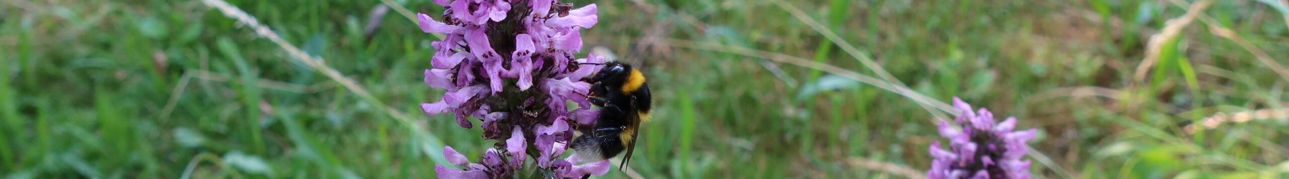 Ziest-Hummel